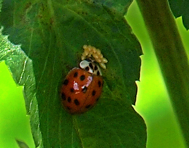 [A beetle in the shaded curve of a leaf has what appears to be at least a dozen off-white eggs grouped together.]